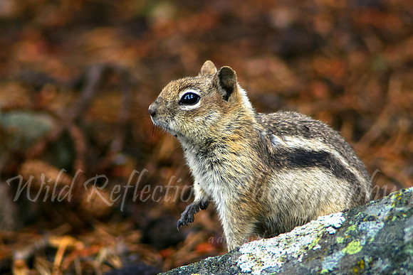 Chipmunk, alert