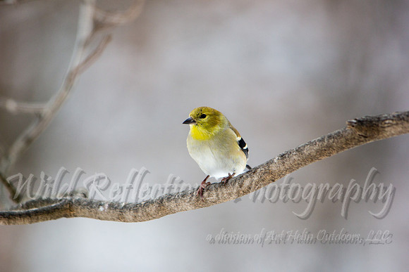 American Goldfinch, winter