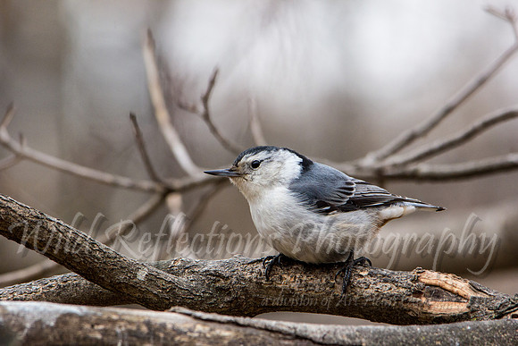 white breasted nuthatch
