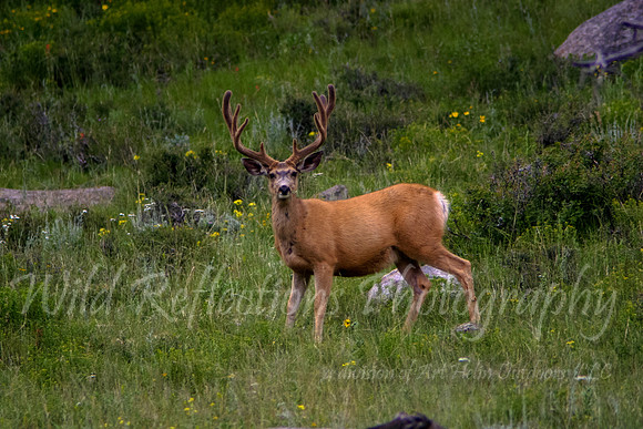 Mule Deer in Velvet, profile