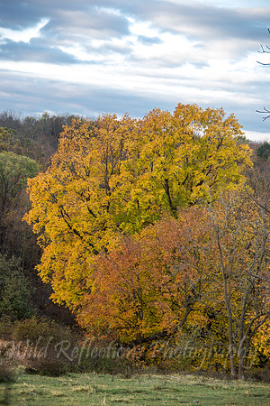 Fall colored oak