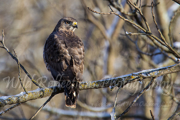 Broad-winged hawk, head turned
