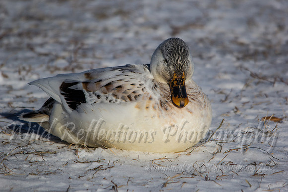 Mallard, white