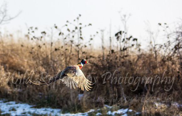 Ring-necked Pheasant, male flying