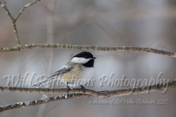 Black-capped Chickadee, winter