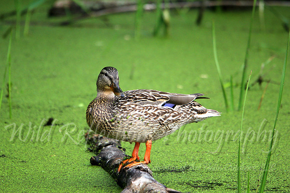 Mallard, female