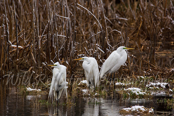 three egret amigos