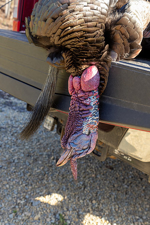 turkey beard