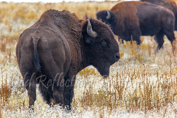 American Bison right turn group