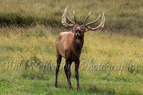Bull Elk Pasture