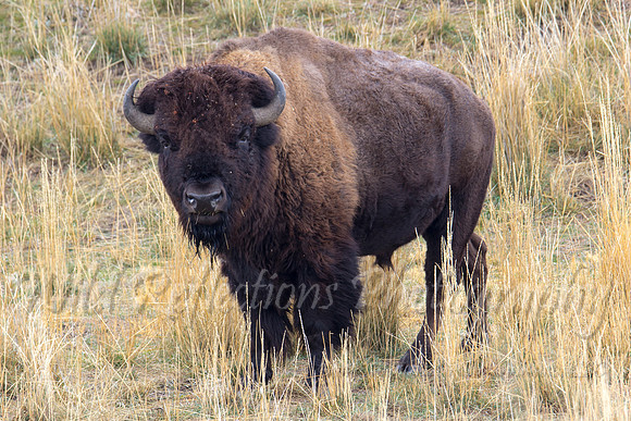 American Bison head on color