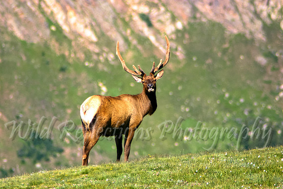Elk, Bull 2