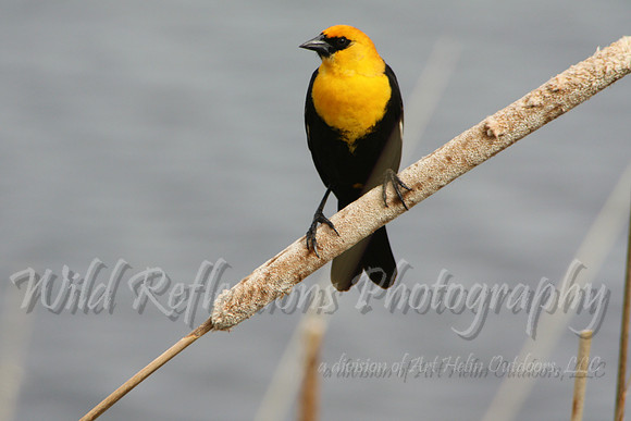 Yellow-headed Blackbird, male