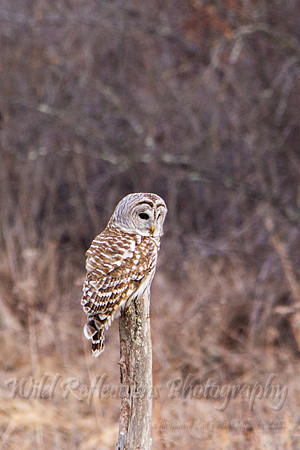 Barred Owl watching for prey