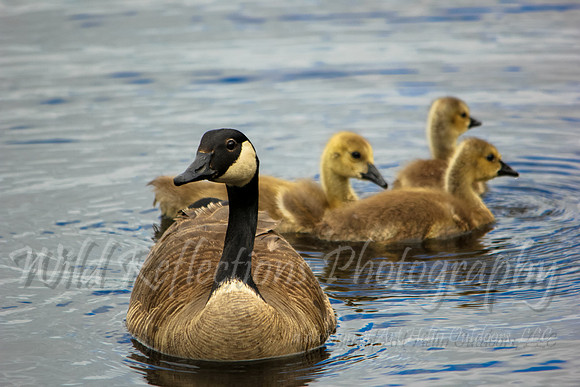 Canada Goose with Goslings