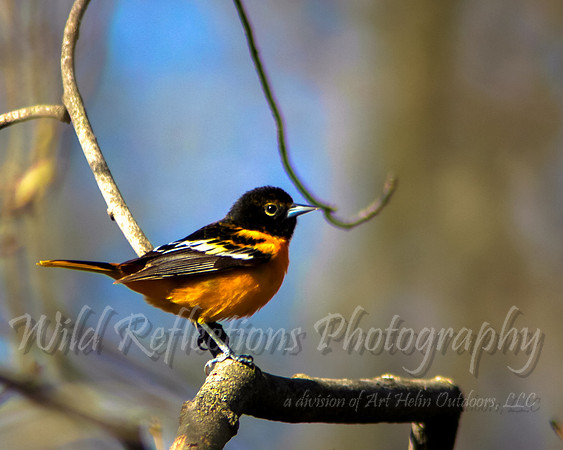 Baltimore Oriole, Male
