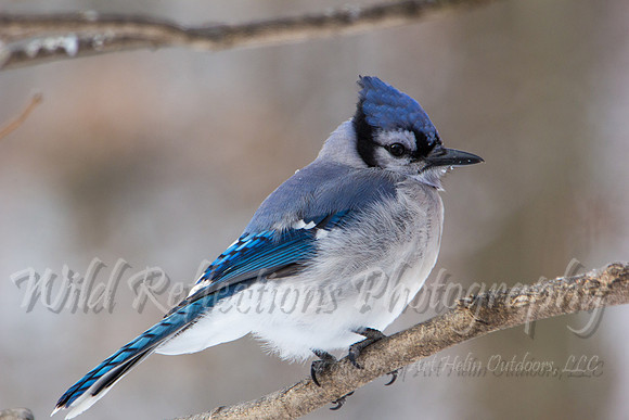 Blue jay close-up
