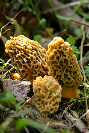 Triple Morel