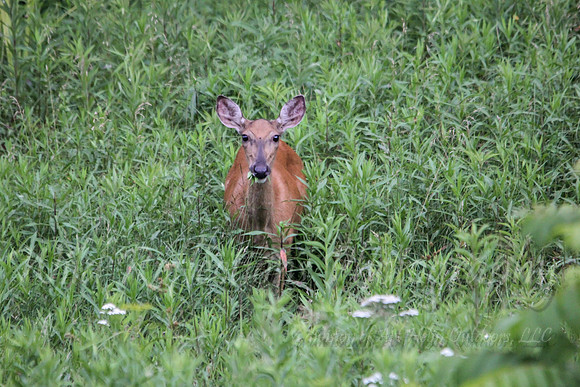 Hungry Whitetail Doe