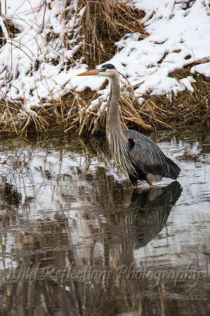 Great Blue Heron