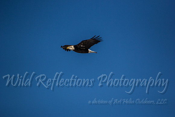 Bald Eagle, immature soaring
