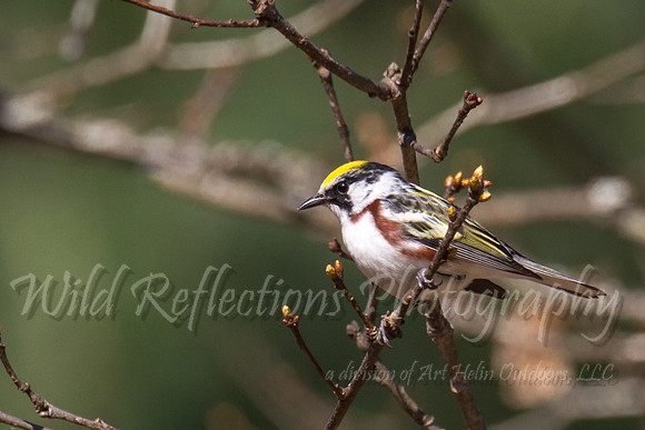 chestnut sided warbler 2