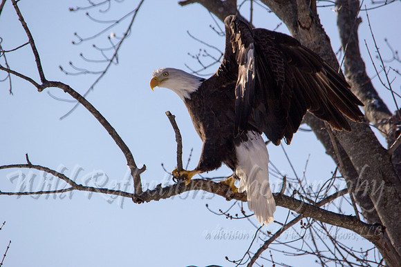 Bald Eagle, adult, stretching