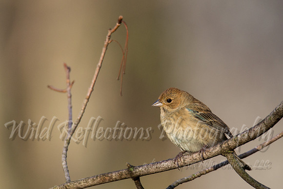 Indigo bunting