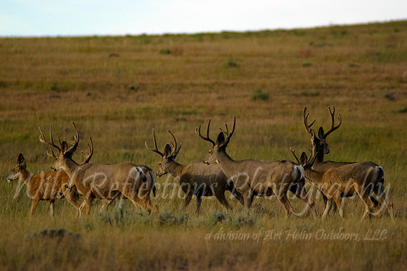 Mule Deer, herd