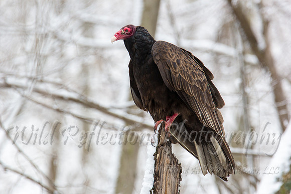 Turkey Vulture 2