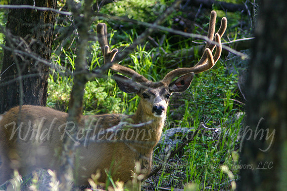 Mule Deer Buck in Velvet
