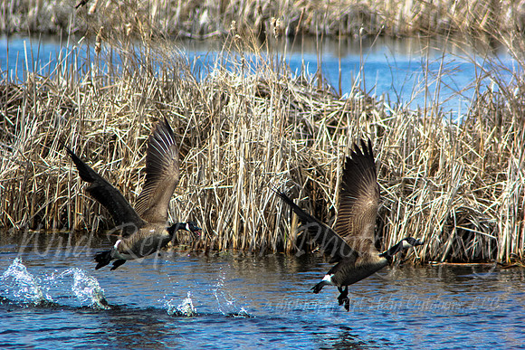 Canada Goose, chasing