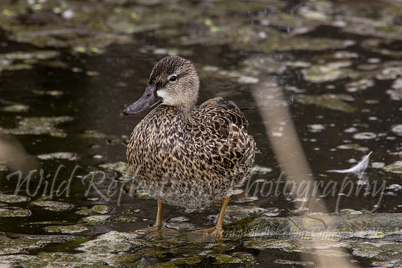 blue wing teal female