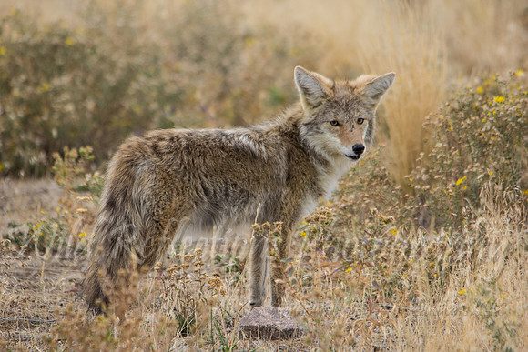 Coyote, straight