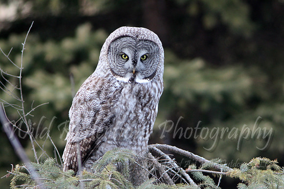 Great Grey Owl, landscape