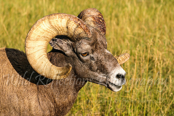 Bighorn Sheep in Sun, close-up