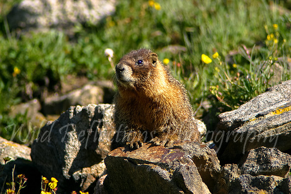 Yellow-bellied Marmot, rocks
