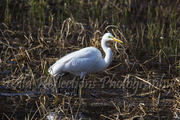 Egret strut