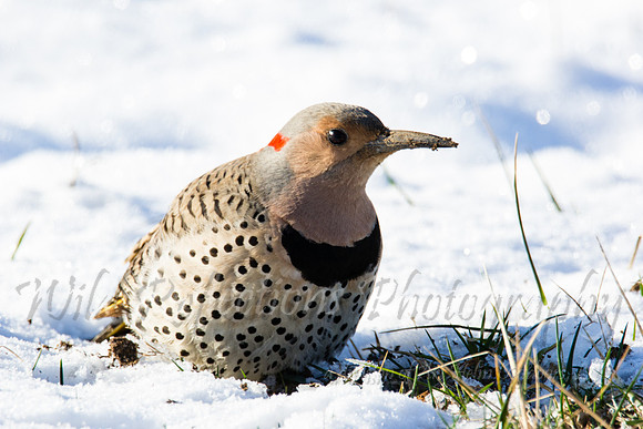 Muddy Flicker