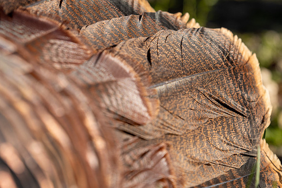turkey feathers
