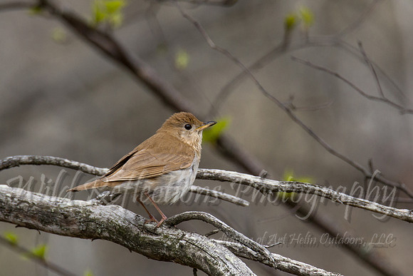 veery