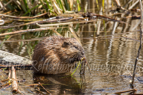 muskrat eating