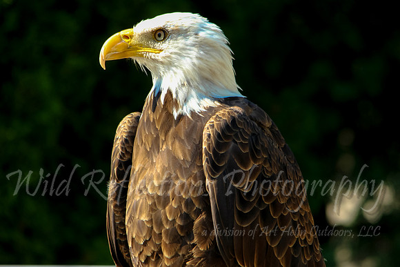 Bald Eagle, adult profile