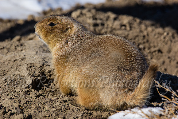 Prairie Dog facing away