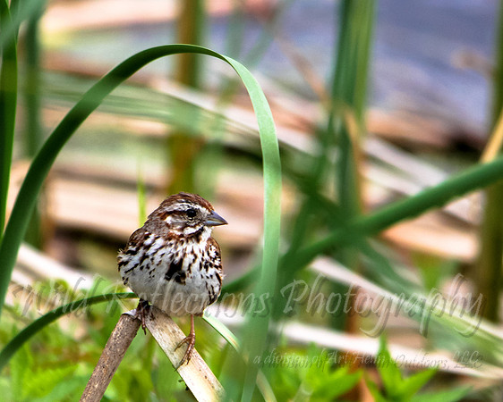 Sparrow in green grass