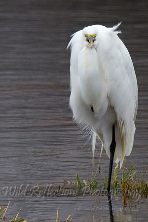 great egret, stilt