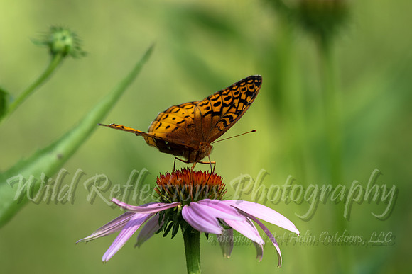 Butterfly on purple flower