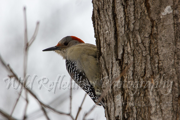 Red-bellied Woodpecker, female close-up, head turned