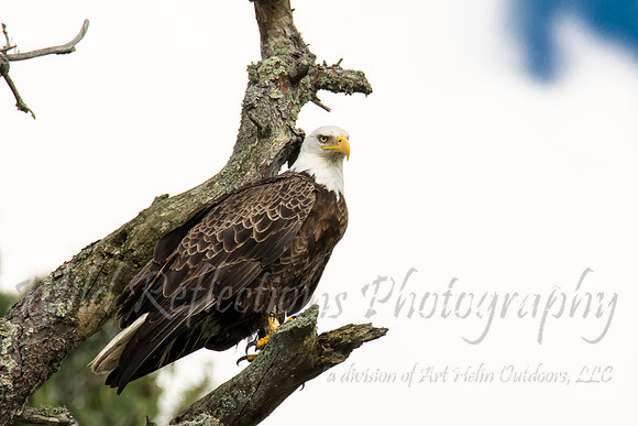 Cloudy Bald Eagle