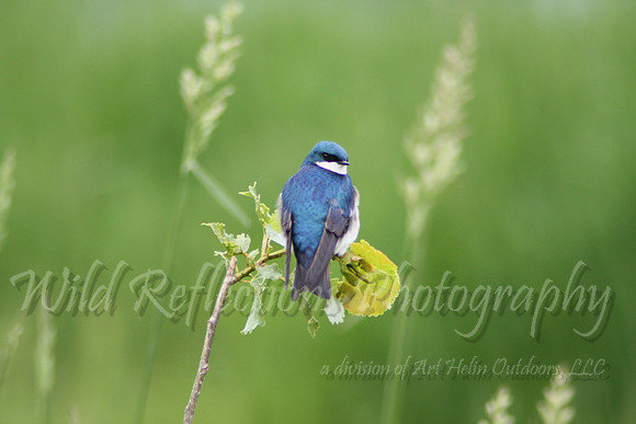 tree swallow